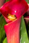 Reticulated clown tree frog resting in calla lily Art Print